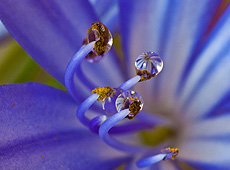 Photography Jobs - Microphotography: The Art Science of Photography