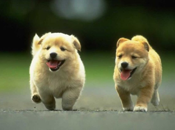 Photography Jobs - Shooting Animals